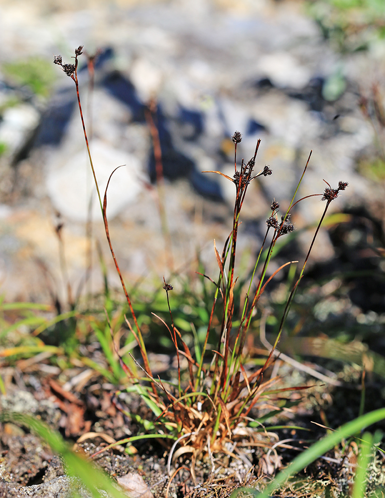 Image of Luzula multiflora ssp. sibirica specimen.