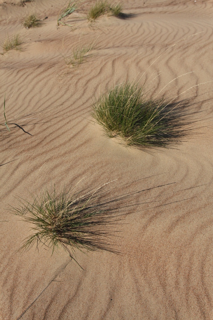 Изображение особи Festuca ovina.