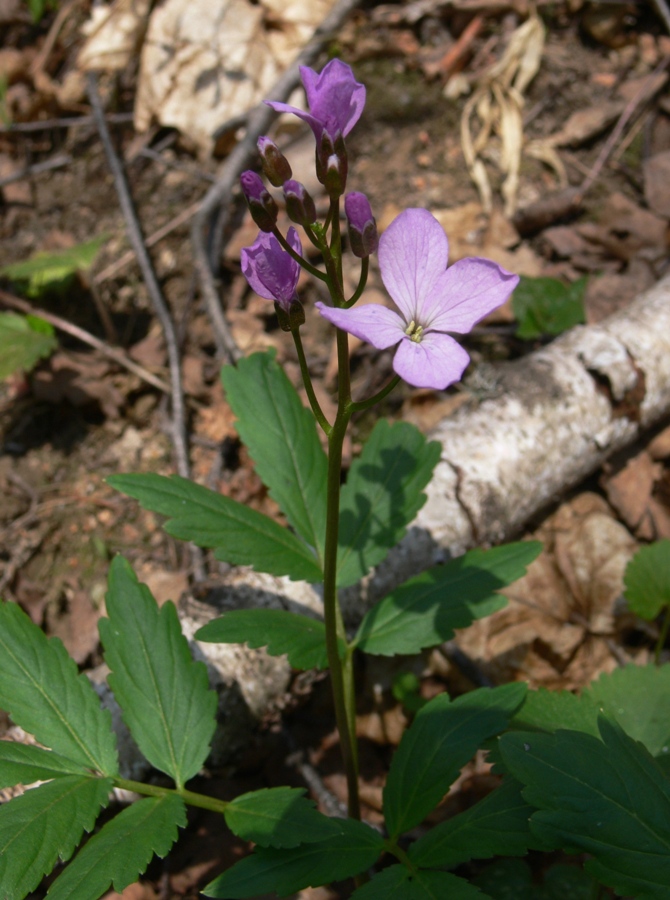 Image of Cardamine quinquefolia specimen.