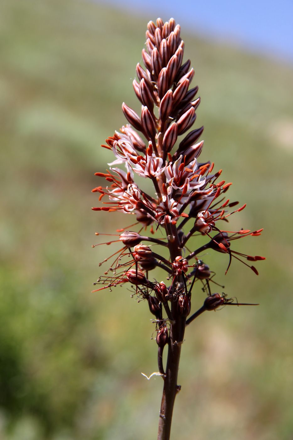 Изображение особи Eremurus nuratavicus.