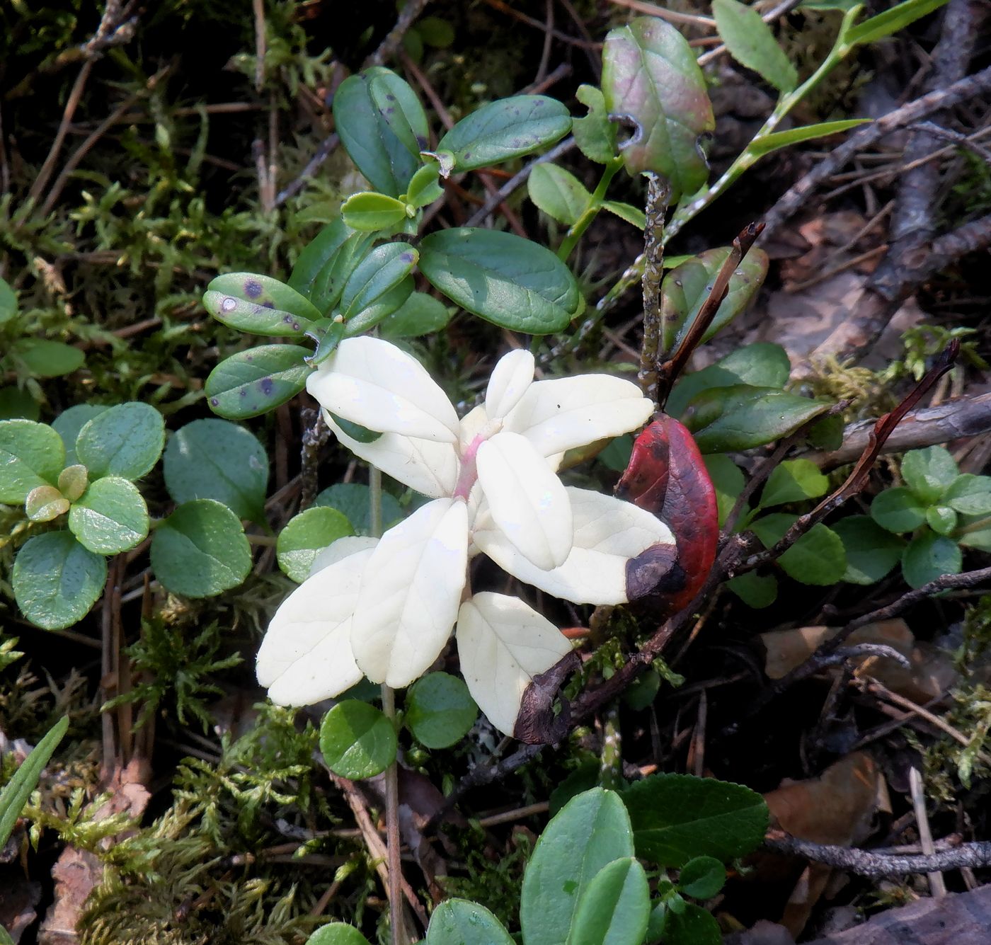 Image of Vaccinium vitis-idaea specimen.