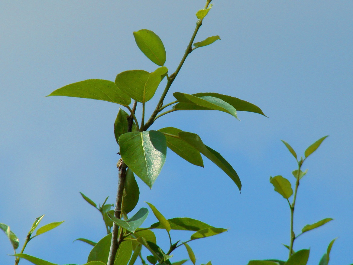 Image of Populus suaveolens specimen.