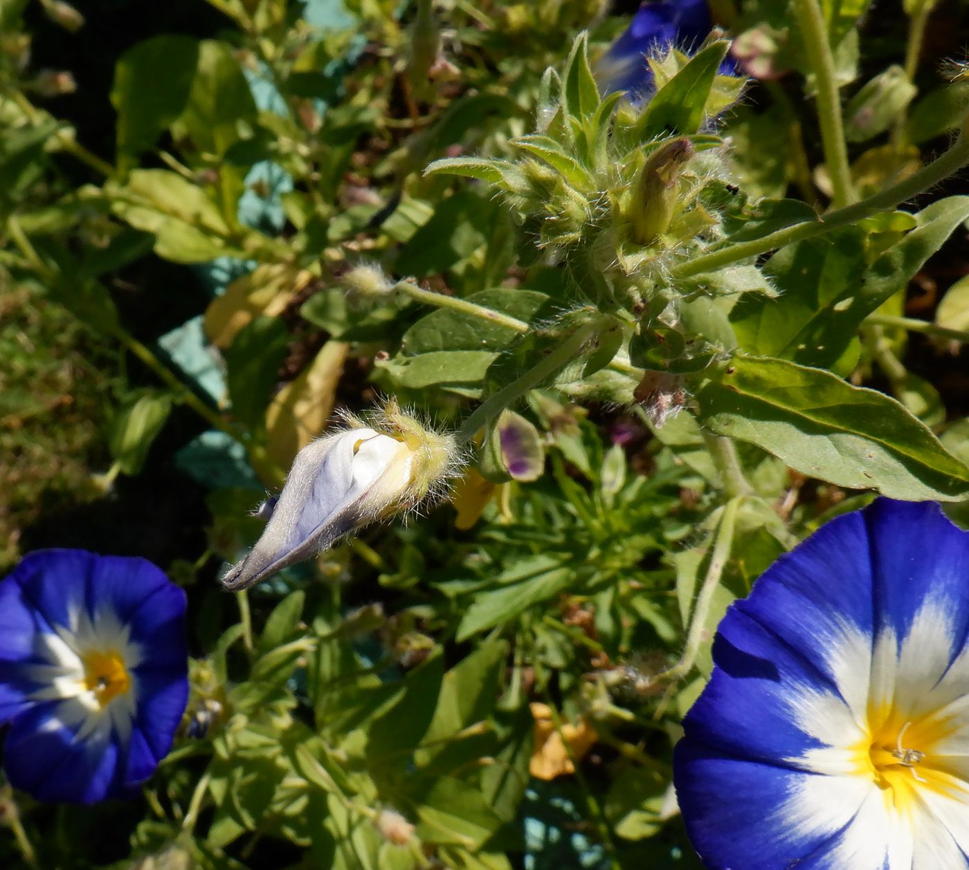 Image of Convolvulus tricolor specimen.