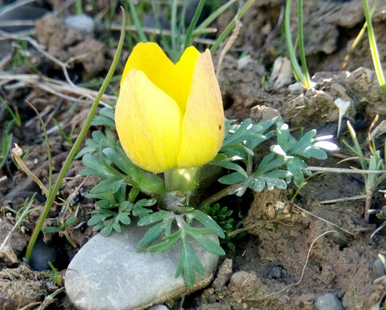 Изображение особи Anemone baissunensis.