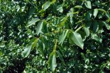 Juglans regia. Верхушка ветви с незрелым плодом. Московская обл., г. Железнодорожный, в культуре. 26.06.2020.