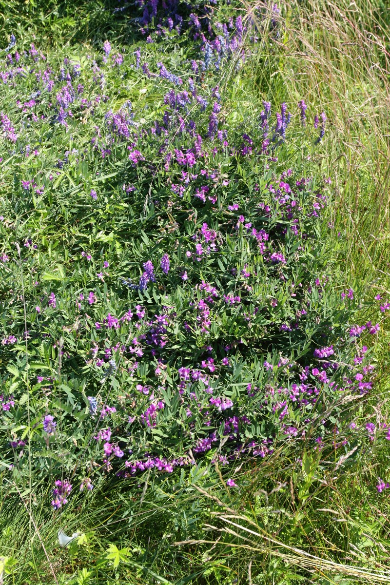 Image of Lathyrus palustris specimen.