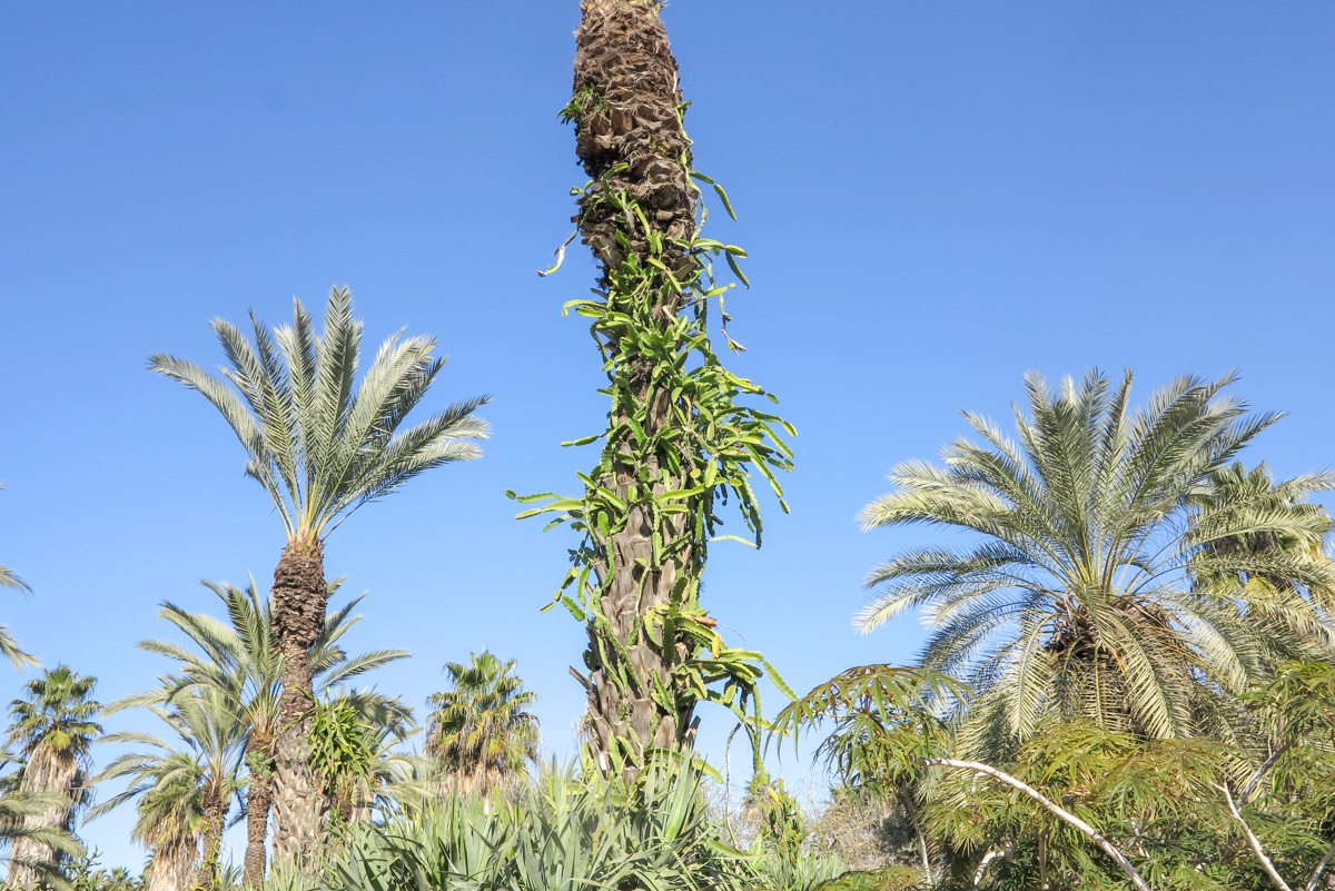 Image of genus Hylocereus specimen.