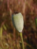 Papaver stevenianum. Незрелый плод-коробочка. Украина, Николаевская обл., окр. села Трикраты, Арбузинский каньон, разнотравная степь возле старого карьера. 30.05.2021.