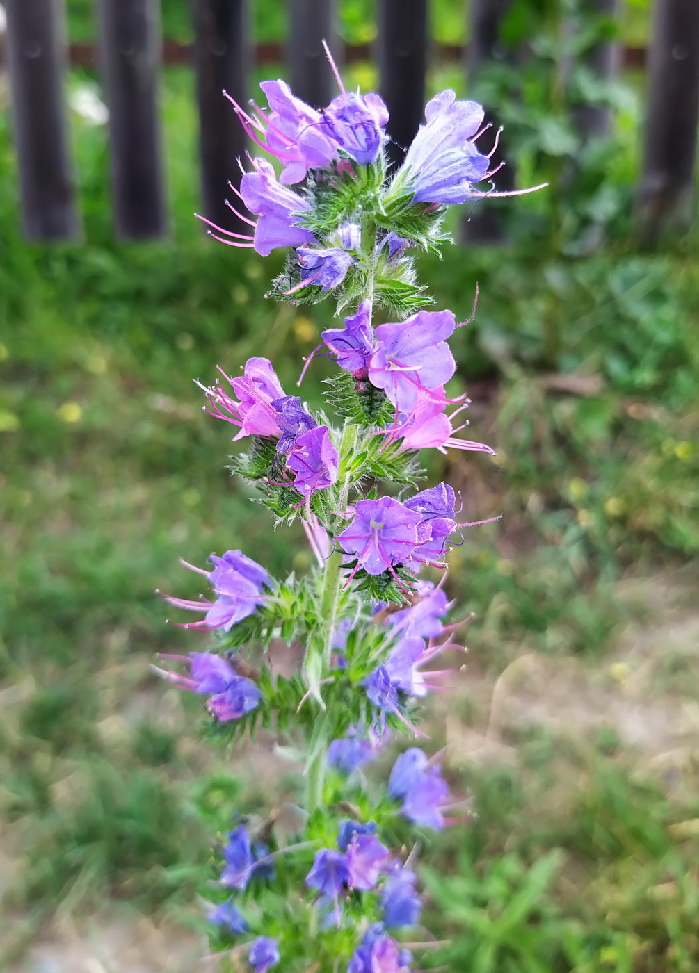 Изображение особи Echium vulgare.