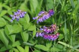 Vicia unijuga