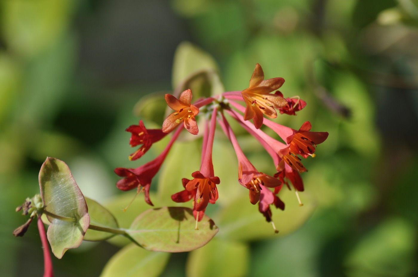 Image of Lonicera sempervirens specimen.