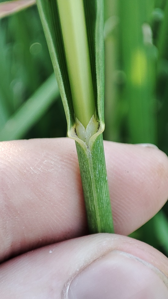 Image of Glyceria maxima specimen.