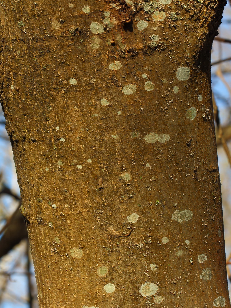 Image of genus Lecanora specimen.