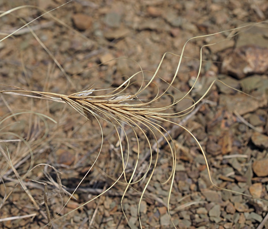 Изображение особи Taeniatherum asperum.