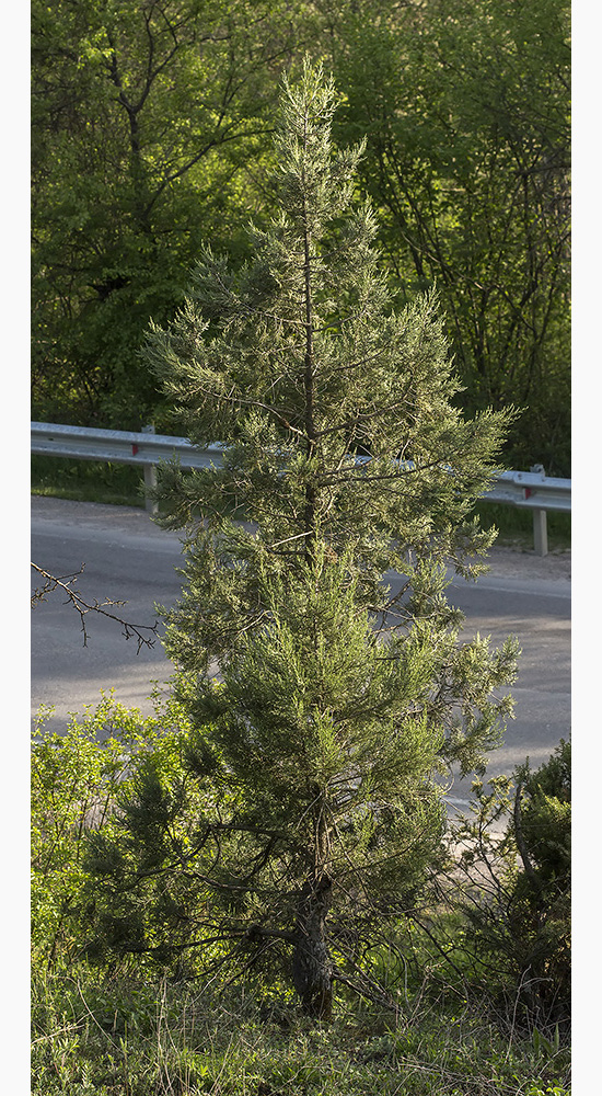 Image of Juniperus excelsa specimen.