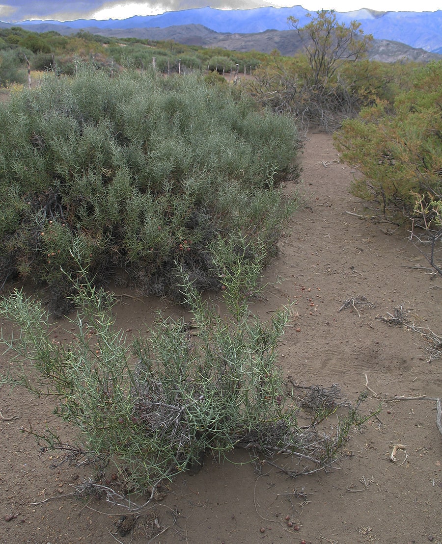 Image of familia Rhamnaceae specimen.