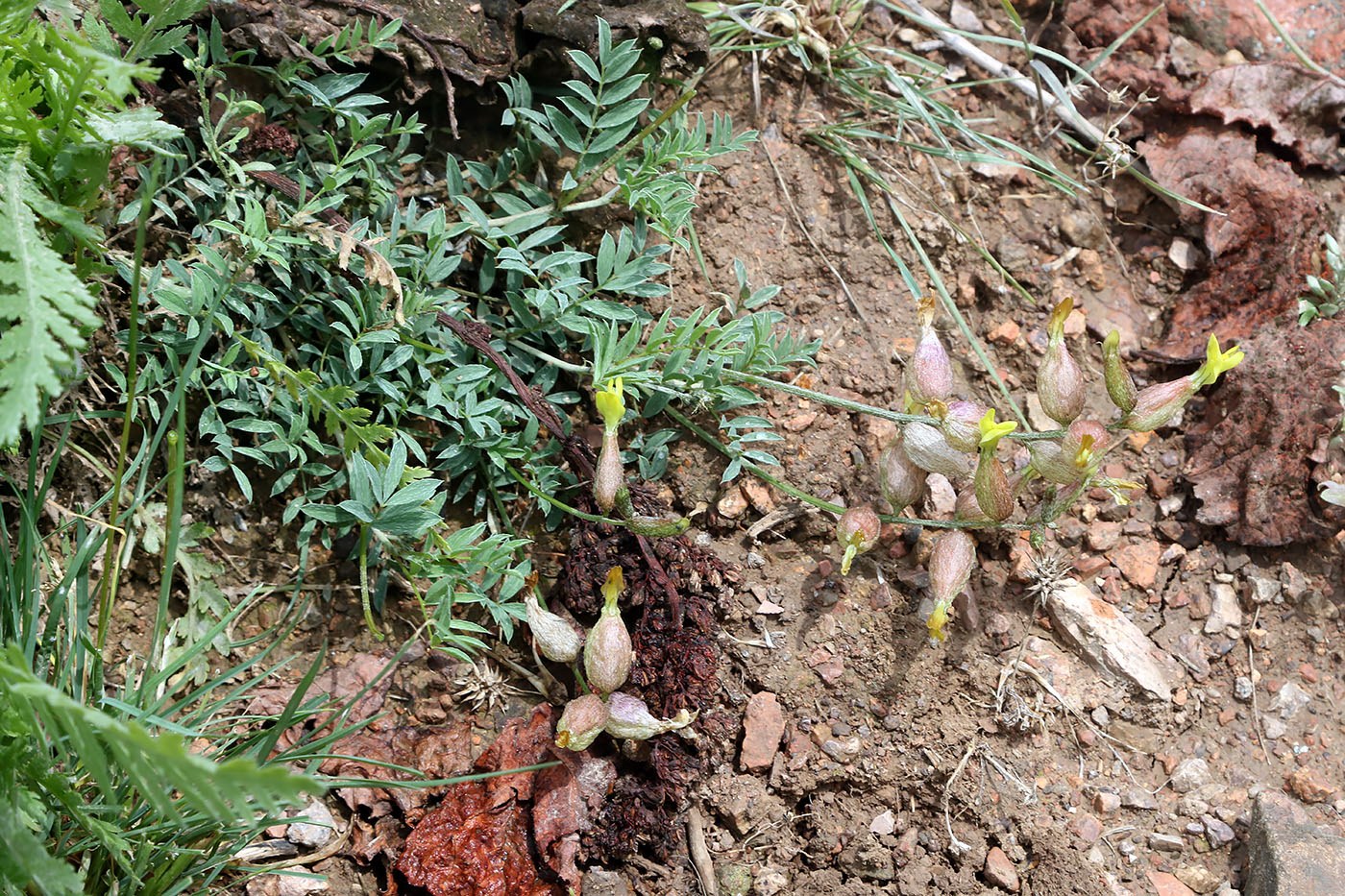 Изображение особи Astragalus xanthomeloides.