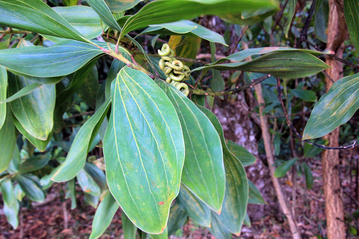 Image of Acacia mangium specimen.