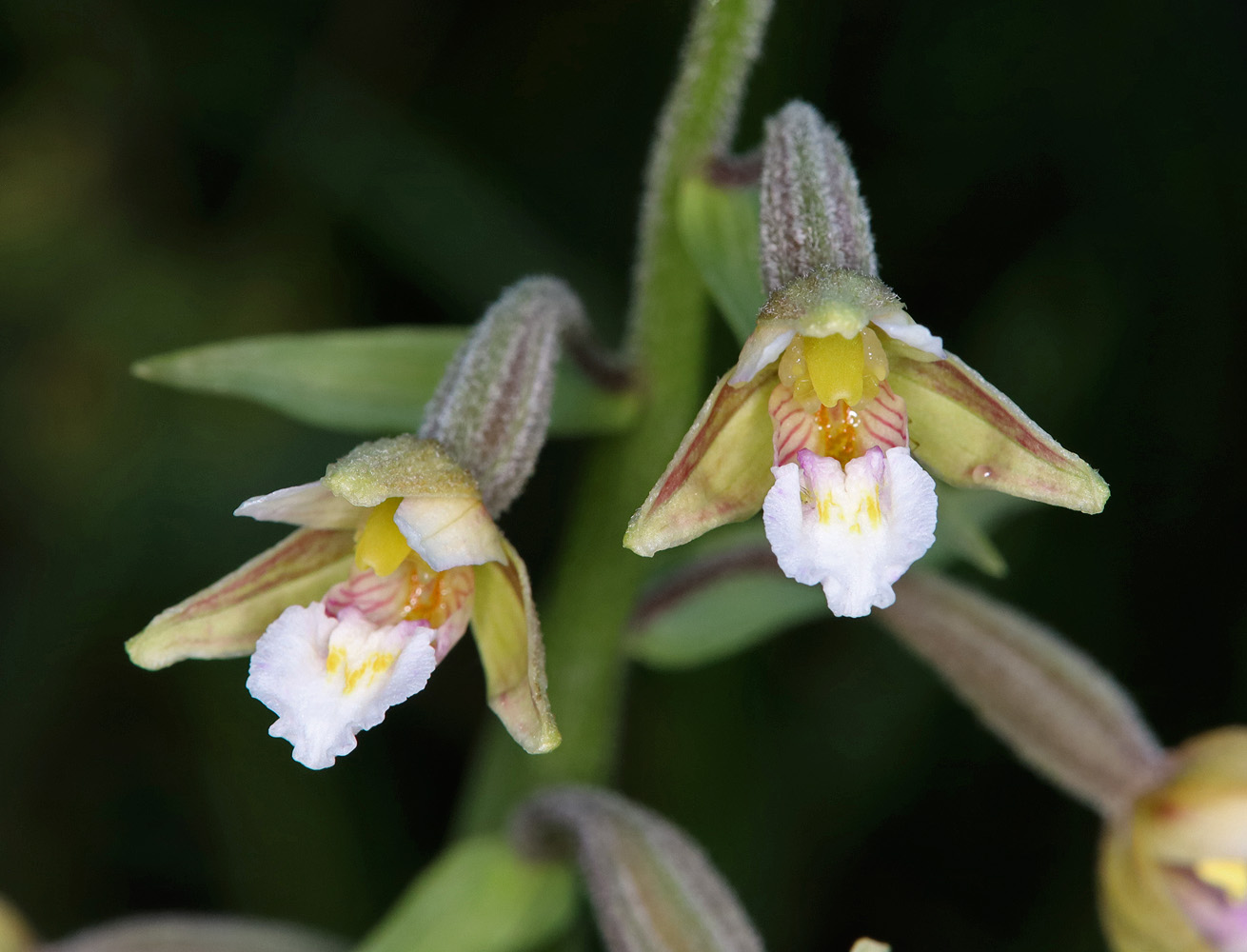 Изображение особи Epipactis palustris.