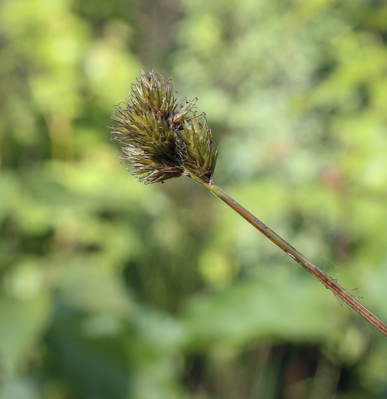 Image of Carex leporina specimen.