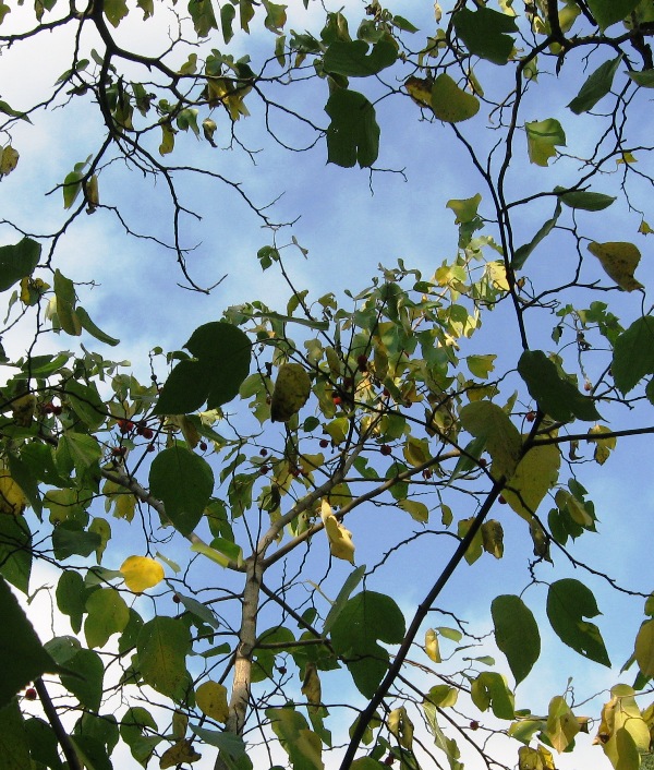 Image of Broussonetia papyrifera specimen.