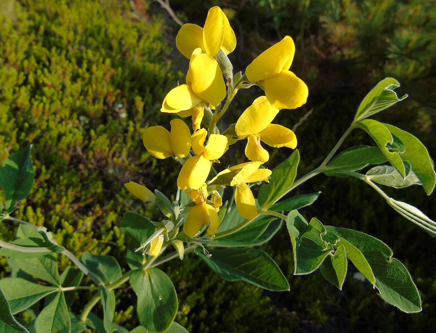 Image of Thermopsis lupinoides specimen.