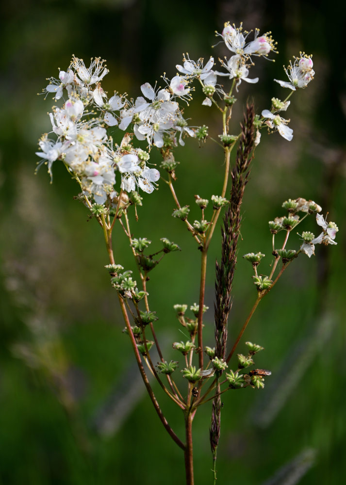 Image of Filipendula vulgaris specimen.