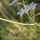 Daucus carota