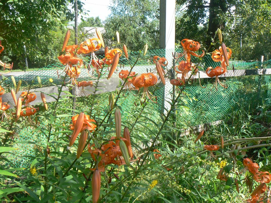 Изображение особи Lilium lancifolium.