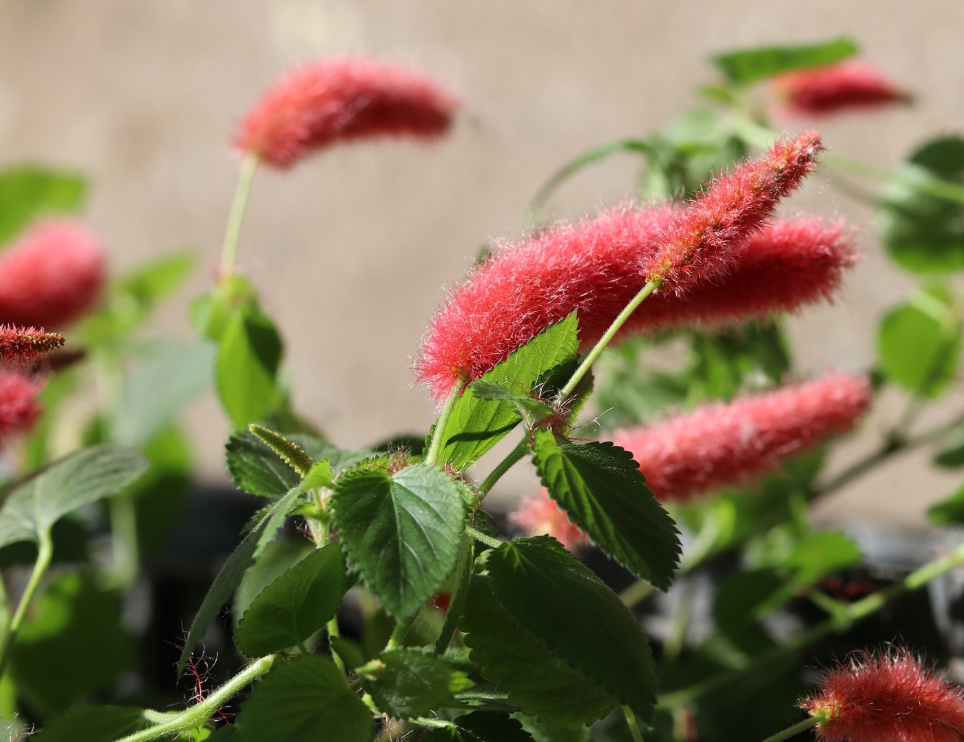 Image of Acalypha herzogiana specimen.