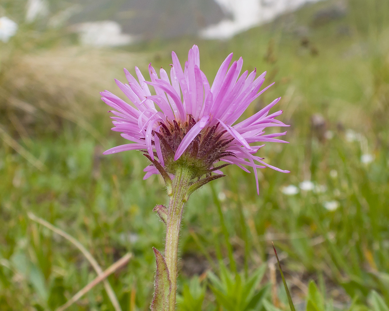 Изображение особи Erigeron venustus.