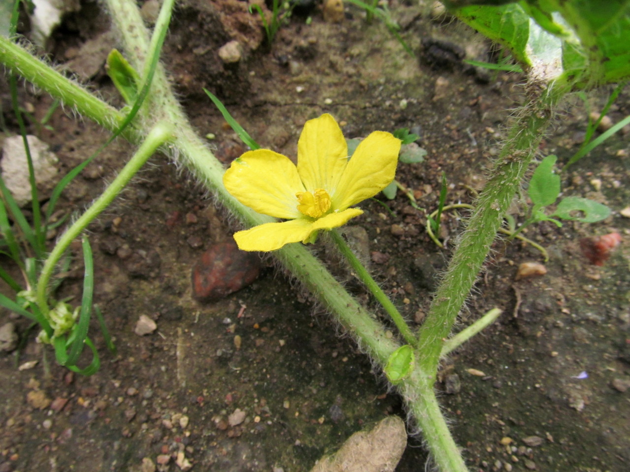 Изображение особи Citrullus lanatus.