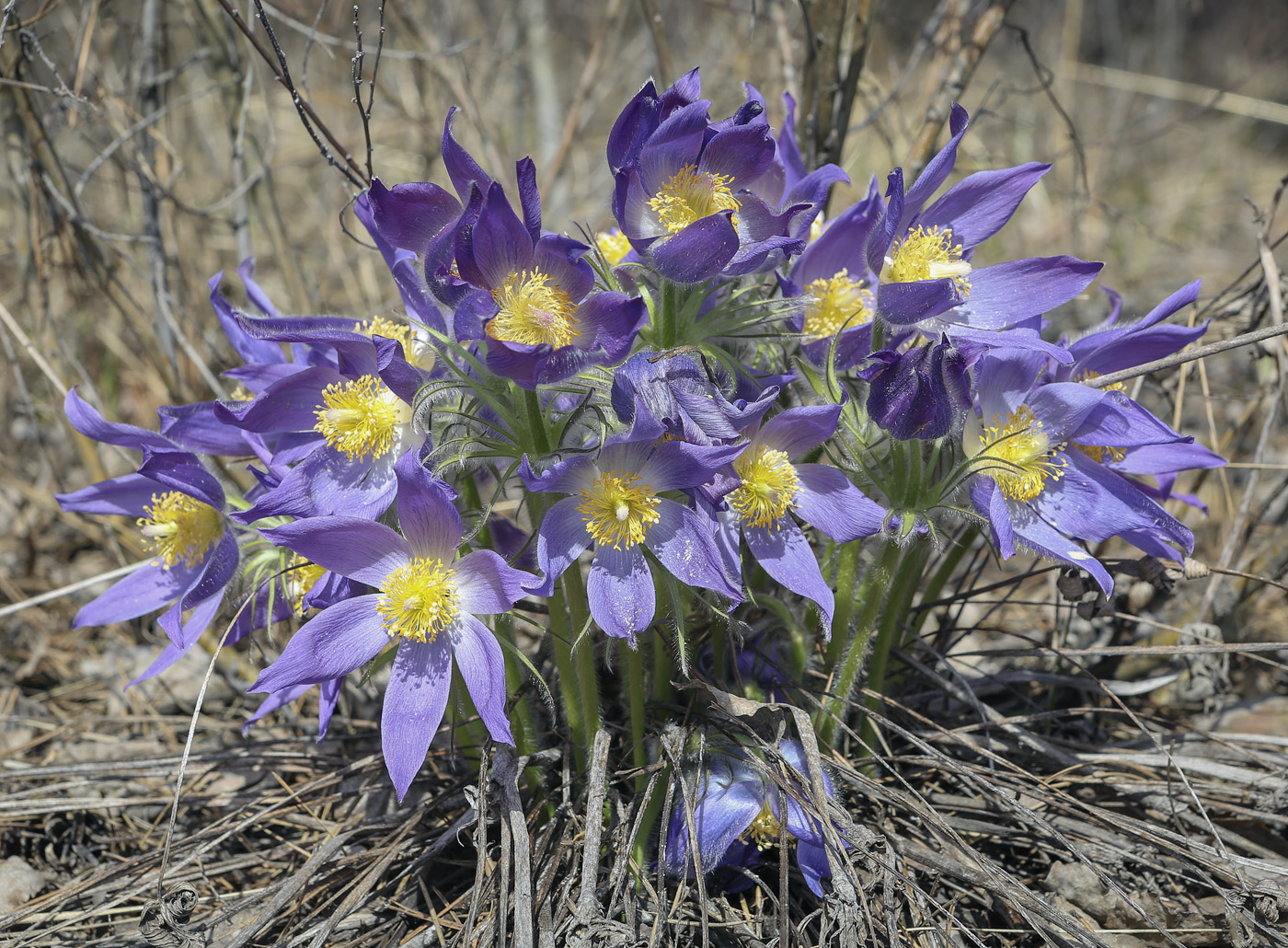 Изображение особи Pulsatilla patens.