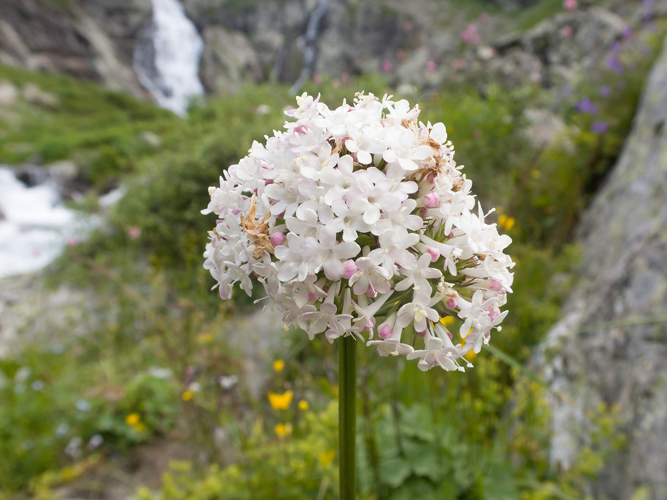 Image of Valeriana alpestris specimen.