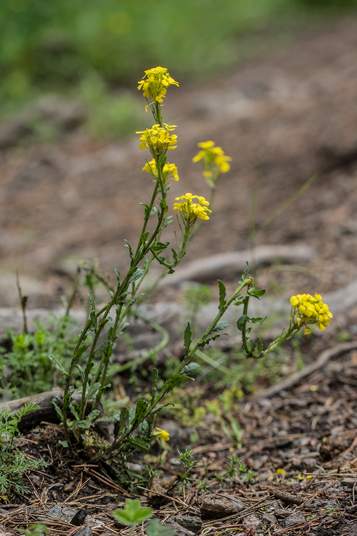 Изображение особи Erysimum ibericum.