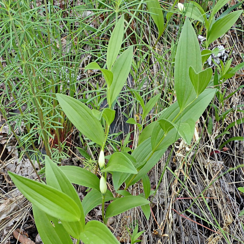 Изображение особи Polygonatum humile.