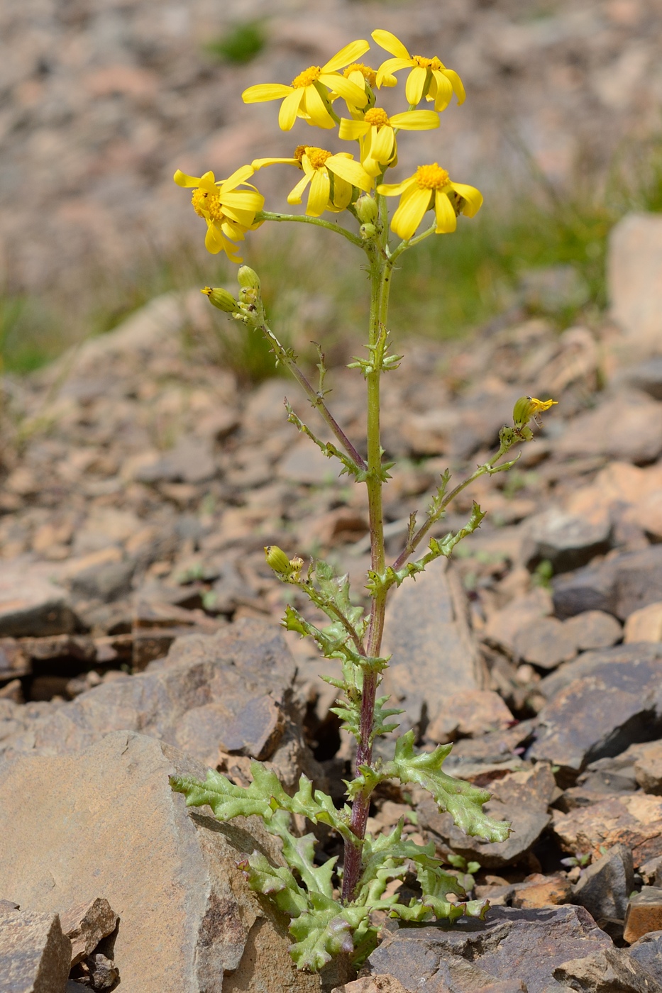 Изображение особи Senecio sosnovskyi.