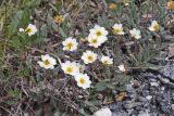 genus Dryas