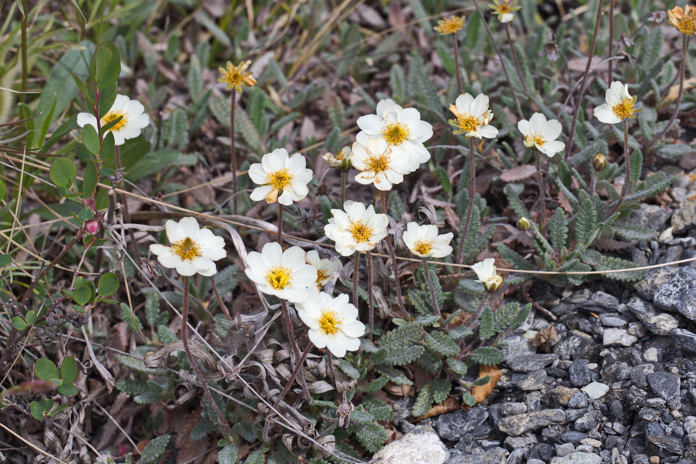 Image of genus Dryas specimen.