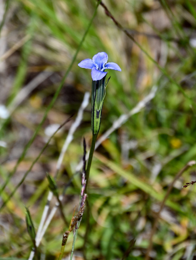 Image of Gentianopsis barbata specimen.