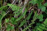 Gymnocarpium dryopteris. Вайя с сорусами (вид на абаксиальную поверхность). Красноярский край, Таймырский Долгано-Ненецкий р-н, плато Путорана, устье р. Кутарамакан, опушка смешанного леса. 26.07.2023.