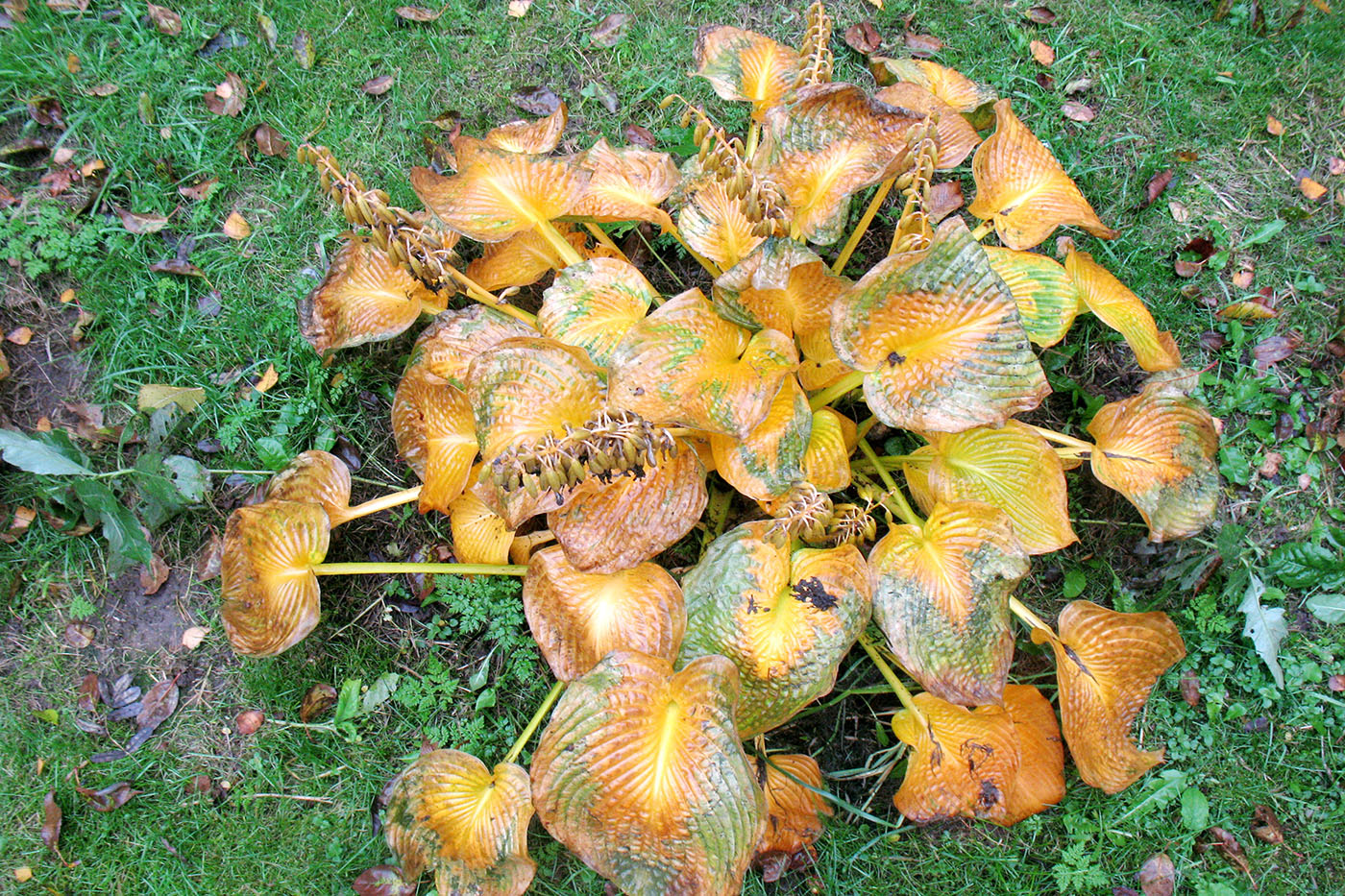 Image of genus Hosta specimen.