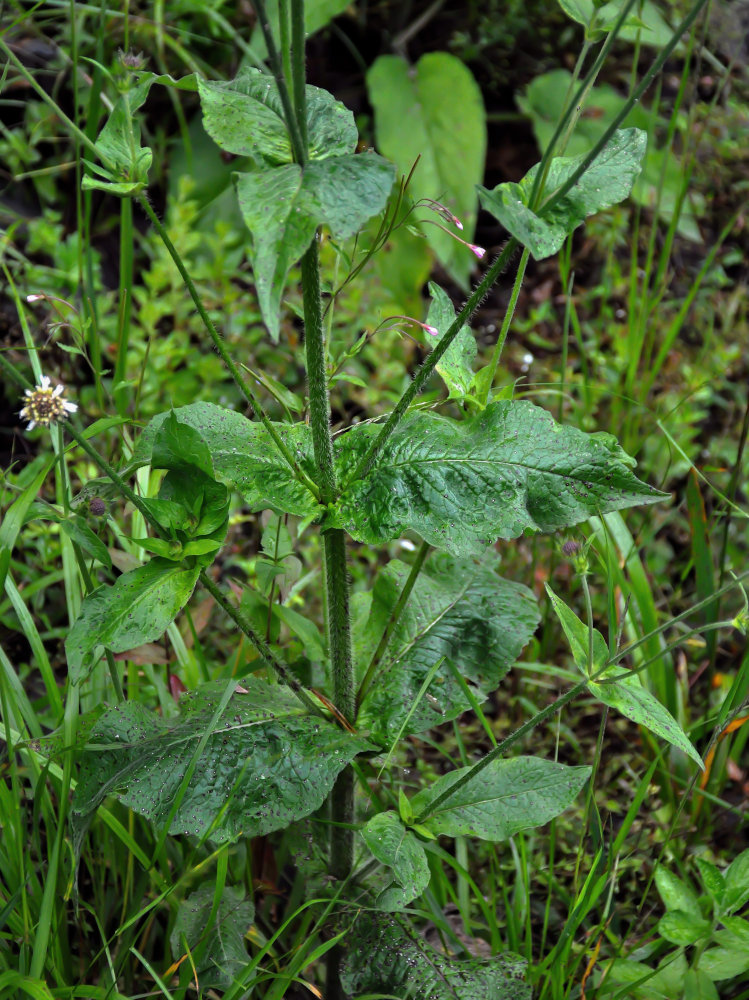 Изображение особи Knautia involucrata.