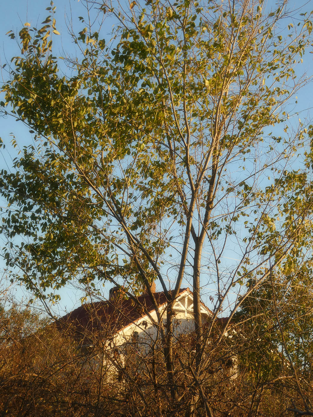 Image of Ulmus pumila specimen.