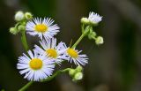 Erigeron annuus. Цветущие и развивающиеся соцветия. Грузия, Имеретия, окр. монастыря Моцамета, у подножия каменной стены. 14.06.2023.