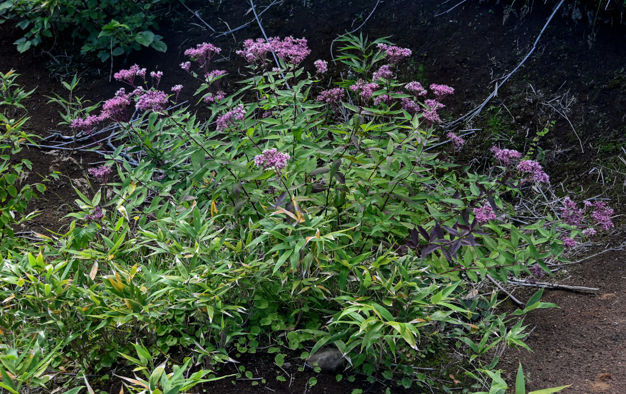 Image of Eupatorium glehnii specimen.