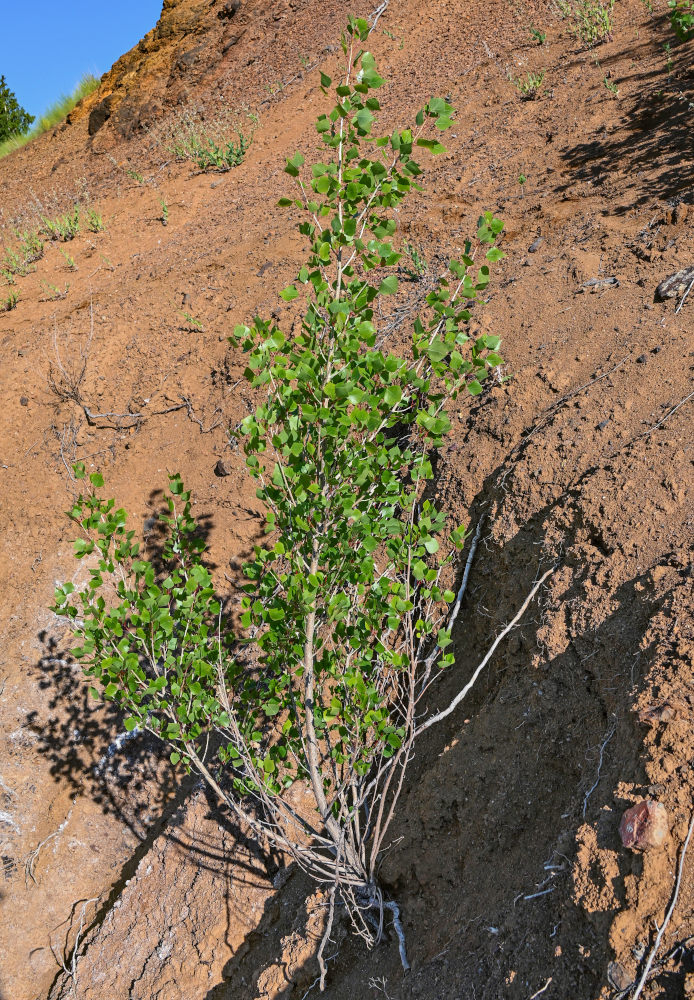 Image of genus Populus specimen.