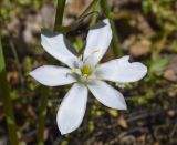 род Ornithogalum