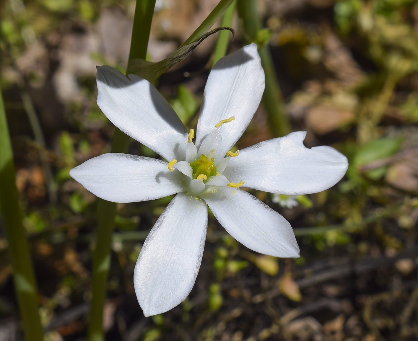 Image of genus Ornithogalum specimen.