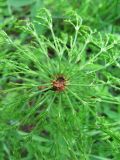 Equisetum sylvaticum